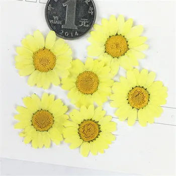 2019 mai noi de Colorat crizantema de flori Uscate marcaj material transport gratuit 1 lot/120pcs